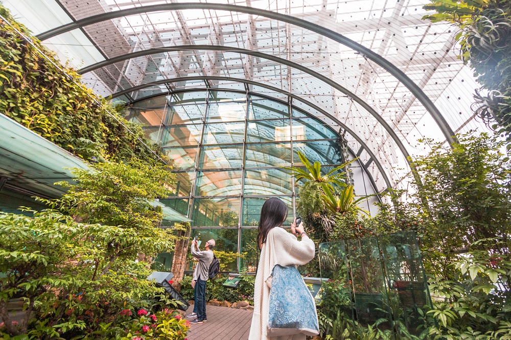Changi Airport Terminal 3 Butterfly Garden